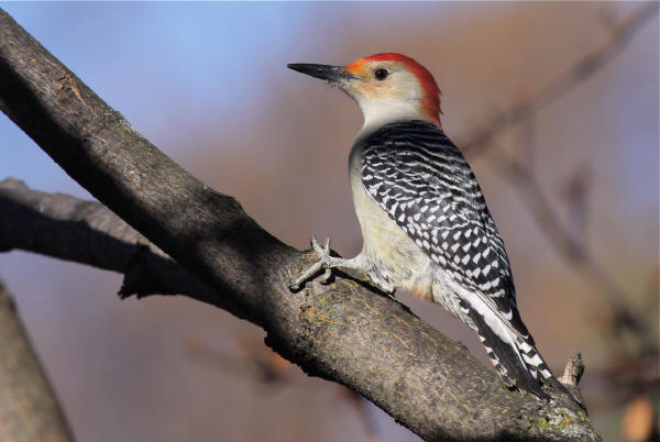 Red-bellied Woodpecker