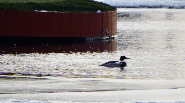 Red-breasted Merganser