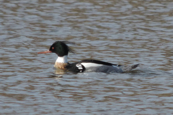 Red-breasted Merganser