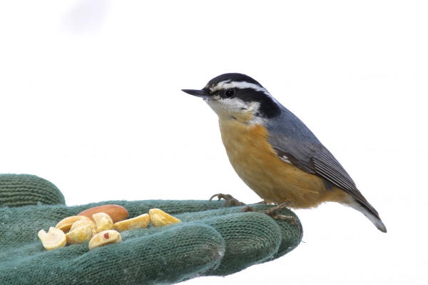 Red-breasted Nuthatch