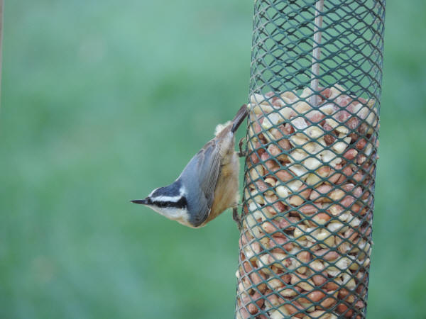 Red-breasted Nuthatch