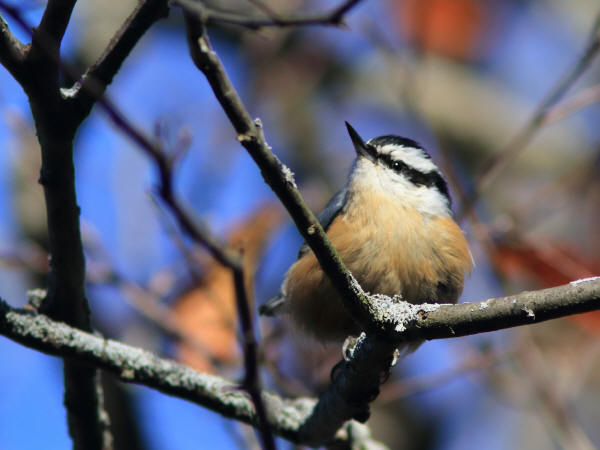 Red-breasted Nuthatch