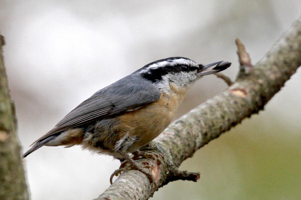 Red-breasted Nuthatch