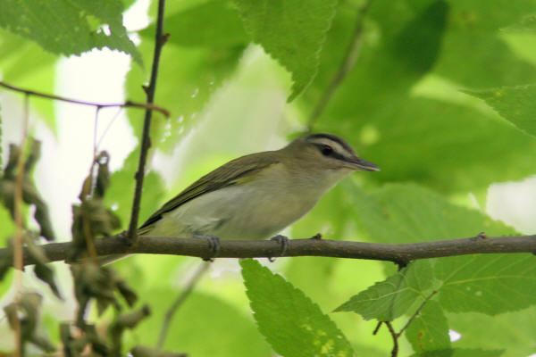 Red-eyed Vireo