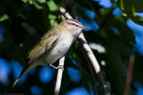 Red-eyed Vireo