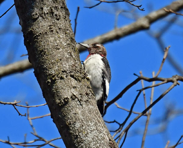 Red-headed Woodpecker