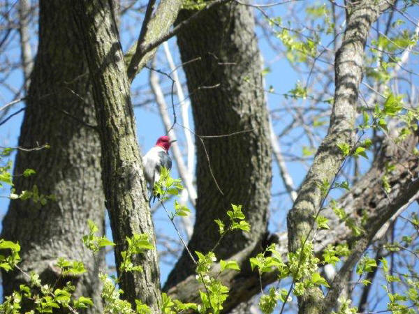 Red-headed Woodpeckeer