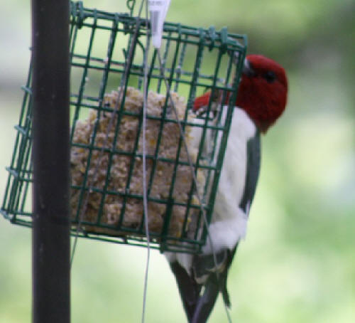 Red-headed Woodpecker