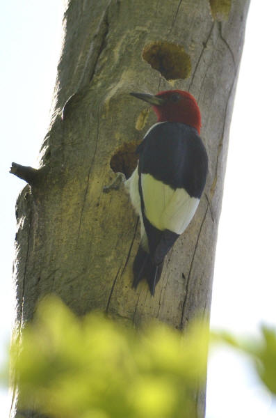 Red-headed Woodpecker