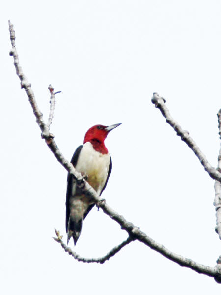 Red-headed Woodpecker