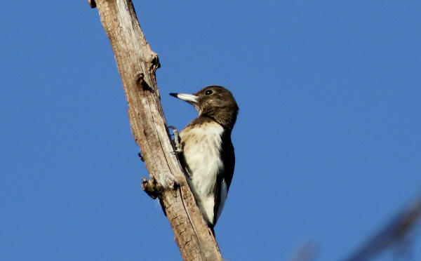 Juvenile Red-headed Woodpecker