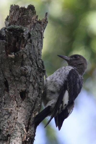 Red-headed Woodpecker, immature