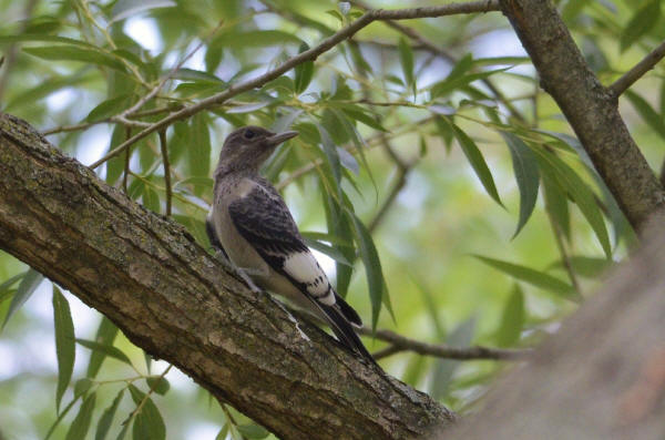 Juvenile Red-headed Woodpecker