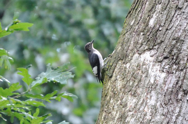 Juvenile Red-headed Woodpecker