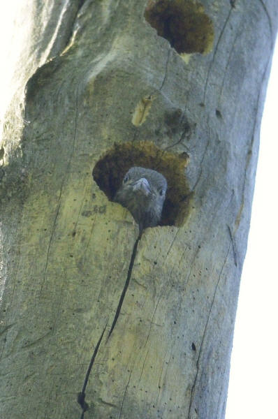 Immature Red-headed Woodpecker