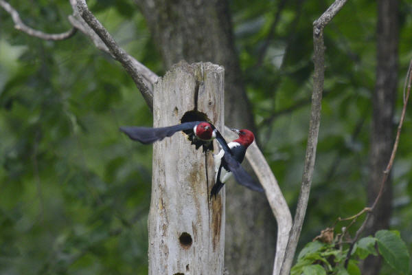 Red-headed Woodpeckers