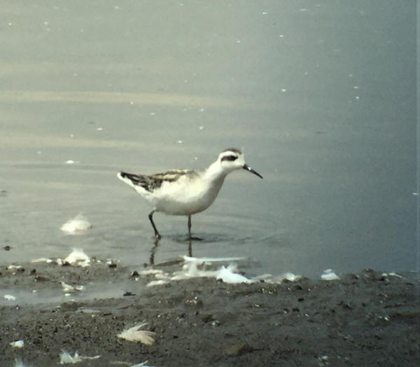 Red-necked Phalarope