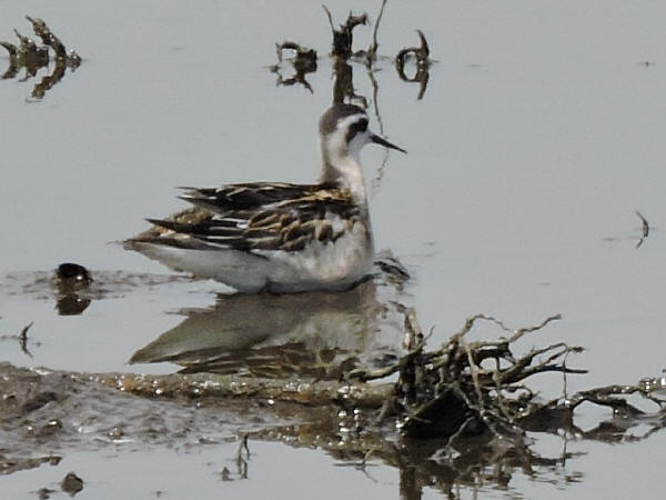 Red-necked Phalarope