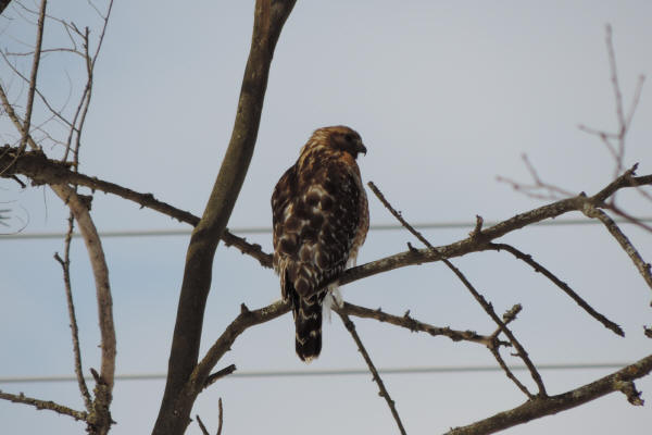 Red-shouldered Hawk