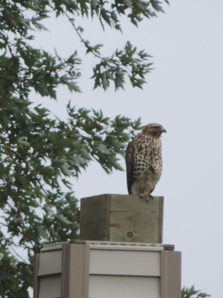 Red-shouldered Hawk