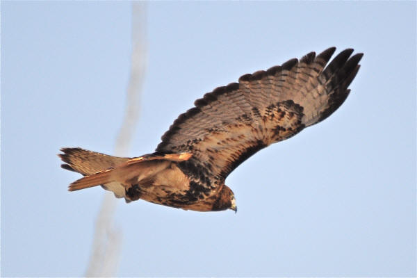 Red-tailed Hawk, western rufous morph