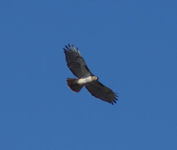 Red-tailed Hawk