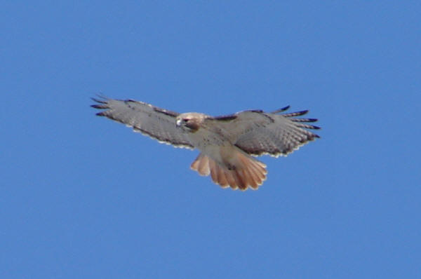 Red-tailed Hawk