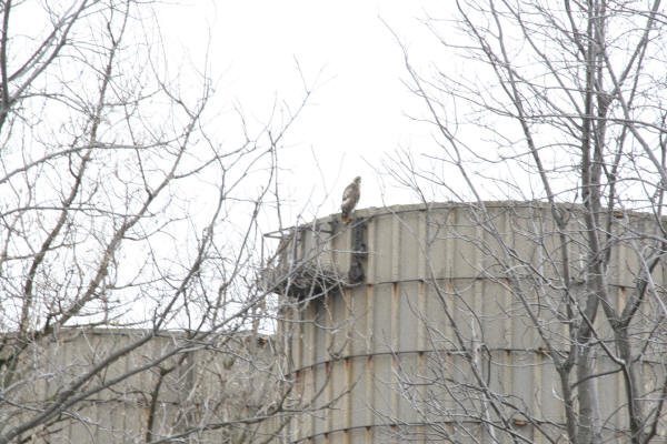 Red-tailed Hawk