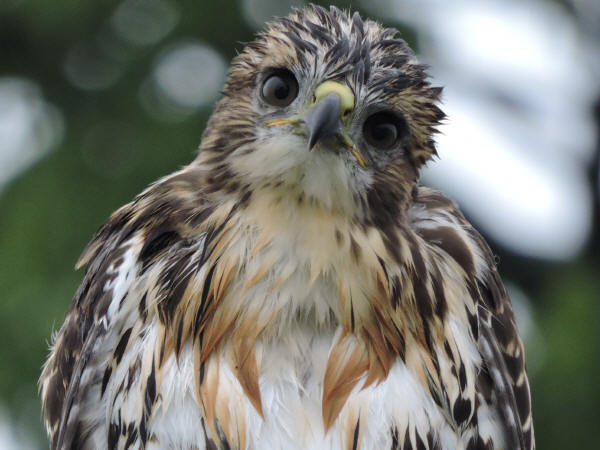 Red-tailed Hawk