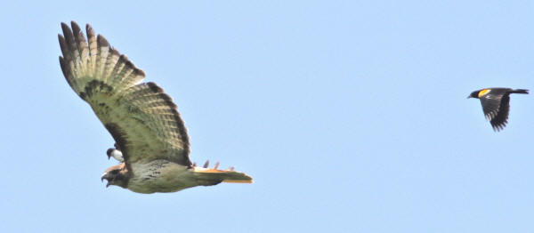 Red-tailed Hawk and "friends"