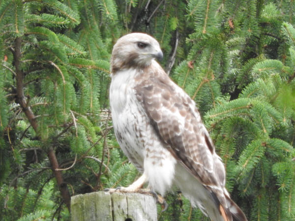 Red-tailed Hawk