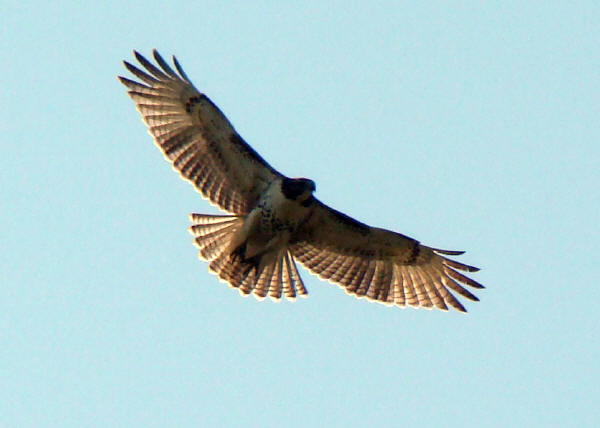 Red-tailed Hawk