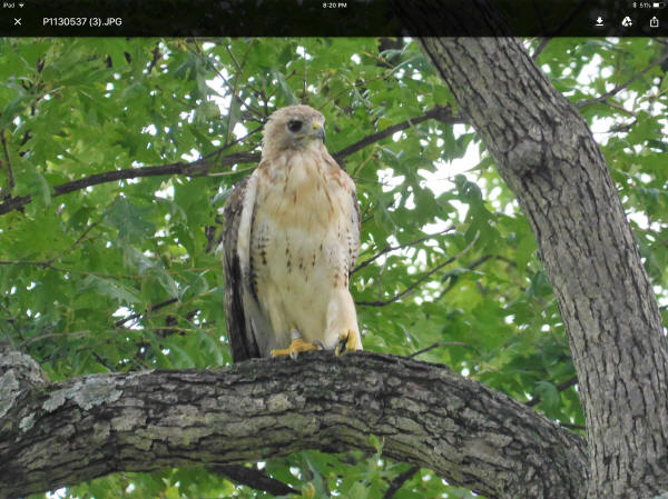 Banded Red-tailed Hawk