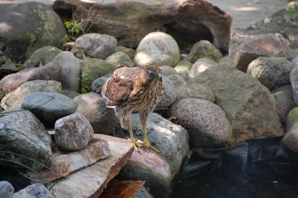 Red-tailed Hawk