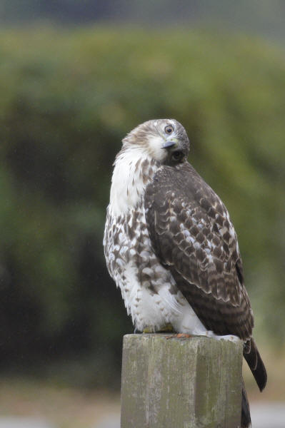 Red-tailed Hawk