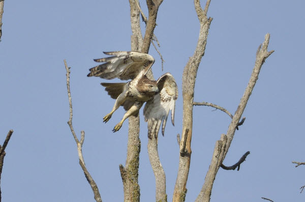 Red-tailed Hawk