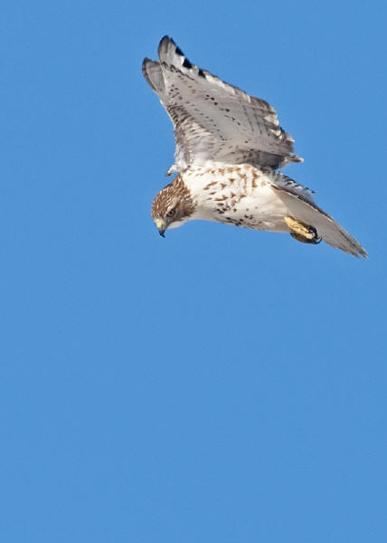 Red-tailed Hawk