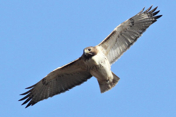 Red-tailed Hawk