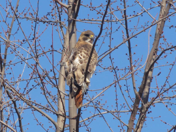 Red-tailed Hawk