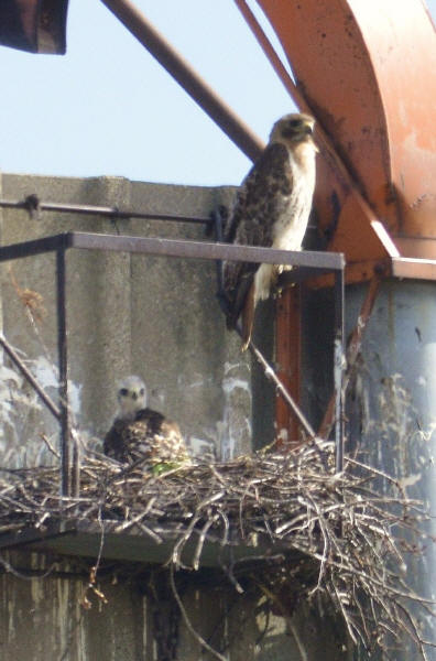 Red-tailed Hawk and chick