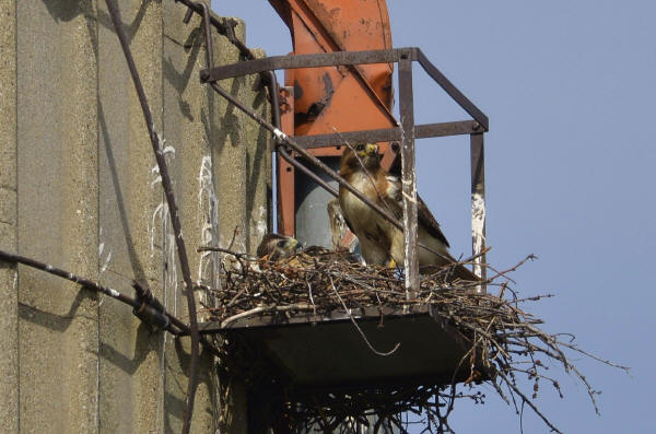 Red-tailed Hawk and chick