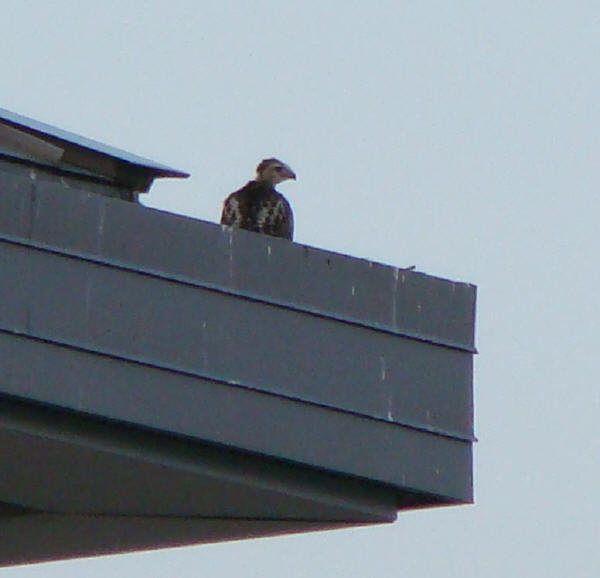 Red-tailed Hawk baby