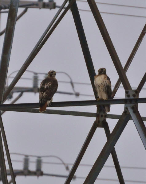 Red-tailed Hawks