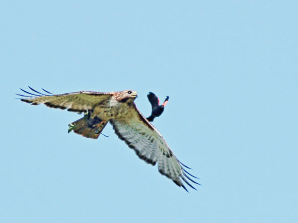 Red-tailed Hawk, Red-winged Blackbird, former Cedar Waxwing