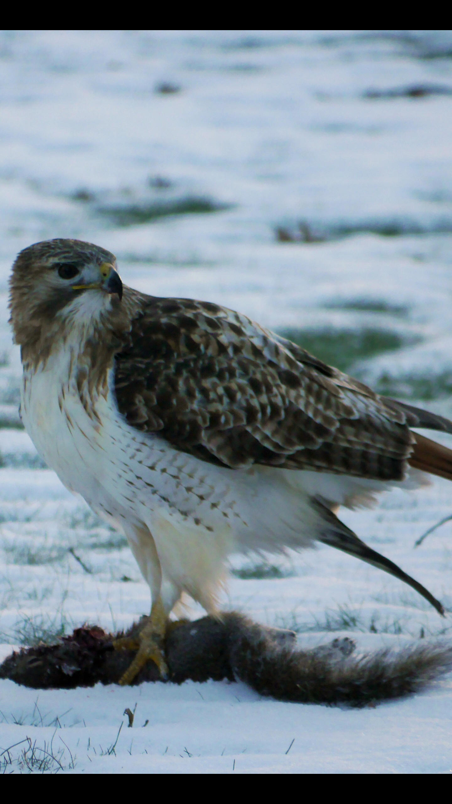 Red-tailed Hawk