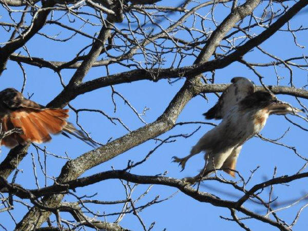 Red-tailed Hawks