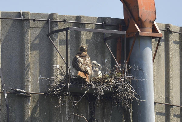 Red-tailed Hawks