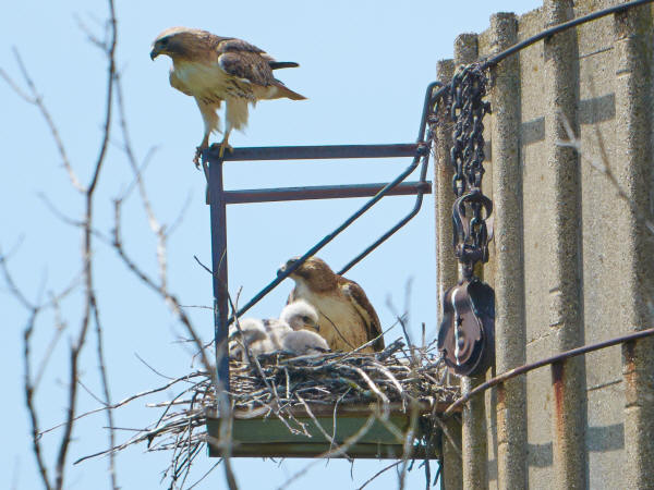 Red-tailed Hawks