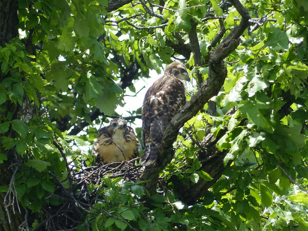 Red-tailed Hawks