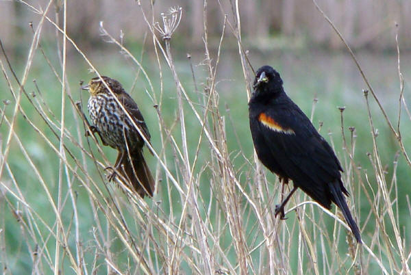 Male and female Red-winged Blackbird